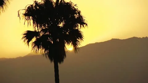 Palm Tree at sunset Stock Footage 11626341