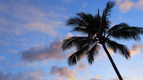 Palm tree at sunset Video stock 39976842
