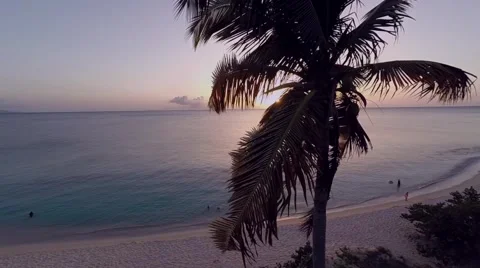 Palm Tree At Sunset Stock Footage 41841367