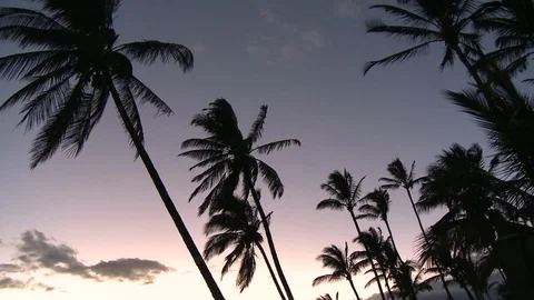 Palm tree sunset Stock Footage 74092236