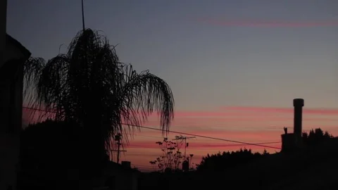 Palm Tree Sunset Stock Footage 79032702