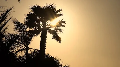 Palm tree on sunset Video stock 80396692