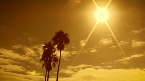 Palm Tree Sunset Stock Footage 104100089