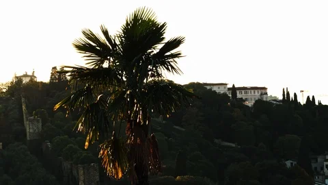 A palm tree at sunset Stock Footage 122131936