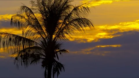Palm tree Sunset Stock Footage 123703894