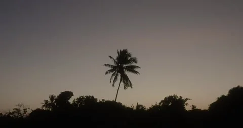 Palm tree at sunset. Stock Footage 195445912