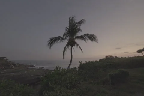 Palm Tree at Sunset Stock-Footage 246410556