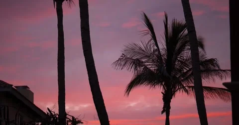 PALM TREE SUNSET 库存影片 283497354