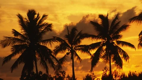 Palm Tree sunset Video stock 296509585