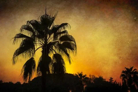Palm tree on the sunset with a grunge background. Tropical sunset. Stock Photos