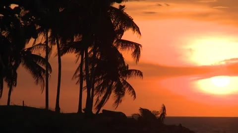 Palm tree sunset - HD Stock Footage 35350012
