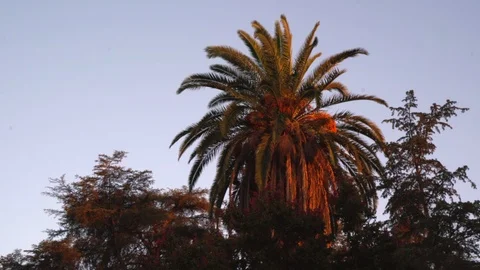 Palm tree in sunset light Stock Footage 125807344