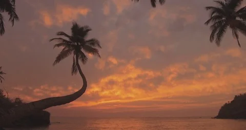 Palm Tree Sunset with Ocean Beach (4k) Stock Footage 89186611