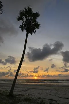 Palm tree at sunset, Petit Loango, Loango National Park, Parc National de 写真素材