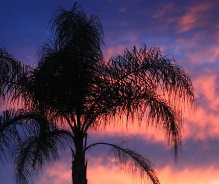 Palm tree at sunset Stock Photos