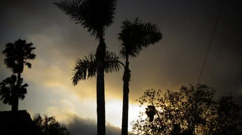 Palm Tree Sunset Foto stock