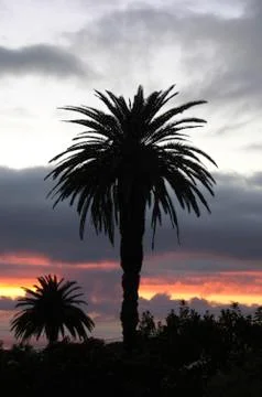 Palm tree in sunset Fotos de archivo