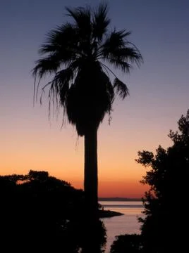 Palm tree with sunset Stock-Fotos