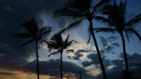 Palm Tree Sunset Stock Photos