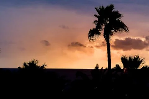 Palm tree sunset Stock Photos