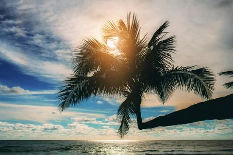 Palm tree with sunset. Stock-Fotos