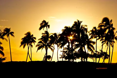 Palm Tree Sunset 库存照片