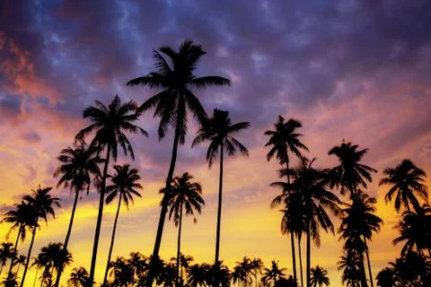 Palm tree at sunset. Stock Photos