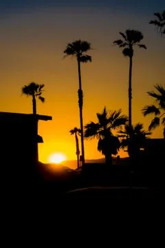 Palm Tree Sunset Stock Photos