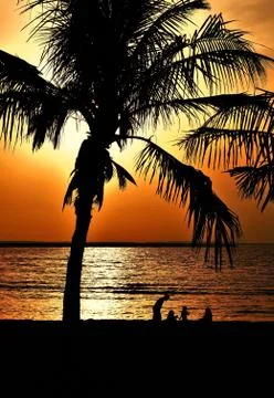 Palm tree at the sunset Stock Photos