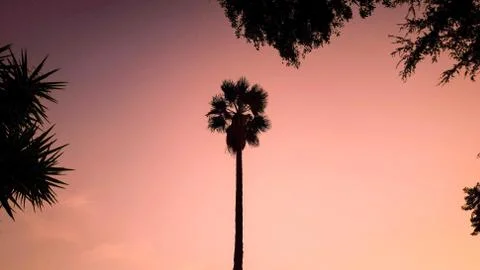 Palm Tree Sunset Stock Photos