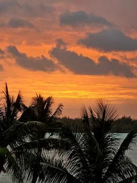 Palm tree sunset Stock Photos