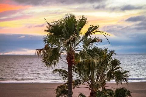 Palm tree sunset Stock Photos