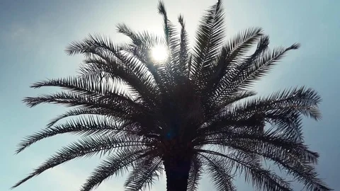 Palm tree at sunset scene. Palm tree leaves silhouette on deep blue sky Stock Footage 110730526