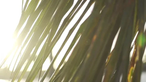 Palm Tree Sunset Slow Motion 120fps Stock Footage 71896489