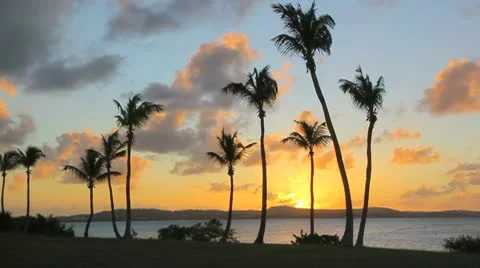 Palm tree in sunset timelapse Video stock 8920220