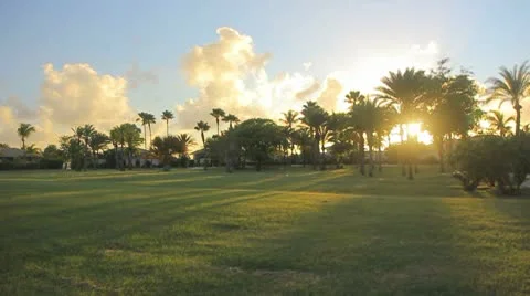 Palm tree in sunset timelapse Video stock 8920428