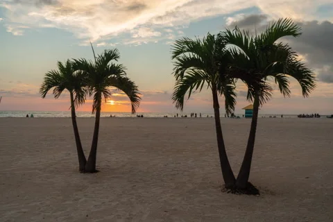 Palm Tree Sunset Timelapse 스톡 동영상 196007089