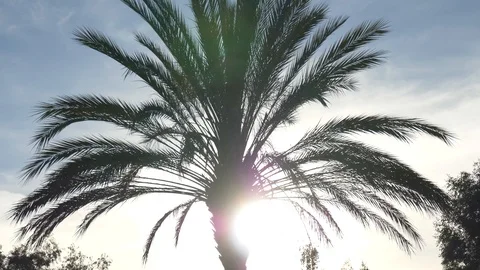 Palm Tree at Sunset Tracking Shot Stock Footage 87518138