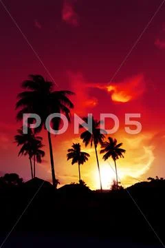Palm tree sunset on tropical beach of Hawaii islands Stock Photos