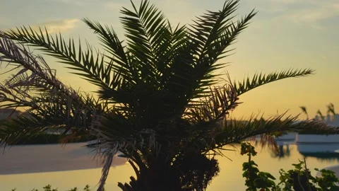 Palm tree at sunset by the water Stock Footage 319833394