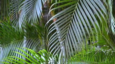 Palm tree in the sunshine and wind. Exotic Cilmate with Palm trees. India Relax  Stock Footage 302558641