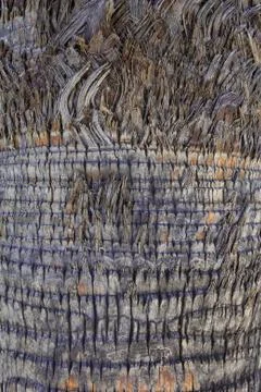 Palm tree surface Stock Photos