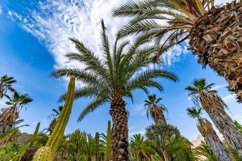 Palm tree surrounded by cactus on a bright blue sky with clouds background - Stock Photos