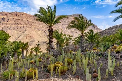 Palm tree surrounded by cactus on a bright blue sky with clouds background - Stock Photos