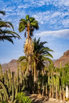 Palm tree surrounded by cactus on a bright blue sky with clouds background - Stock Photos