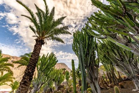 Palm tree surrounded by cactus on a bright blue sky with clouds background - Stock Photos