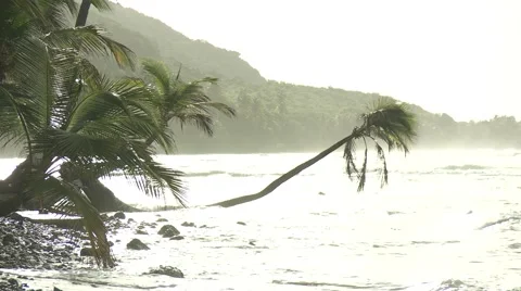 Palm tree surrounded by water Stock Footage 64221007