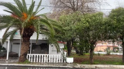 Palm tree sway in gentle rain with overcast skies and urban background Stock Footage 325518605
