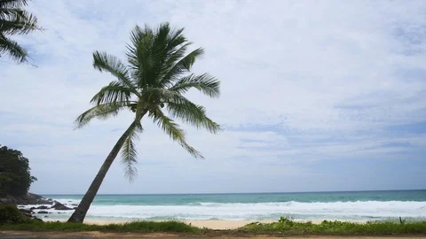 Palm tree sway in the wind. Coast of the Andaman Sea, Phuket island, Thailand Video stock 89794623