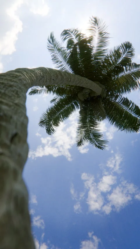 Palm tree swaying against blue sky with clouds, seamless loop Stock Footage 335944297